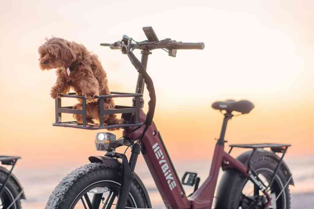 Choosing the Right Dog Carrier for Your Bike